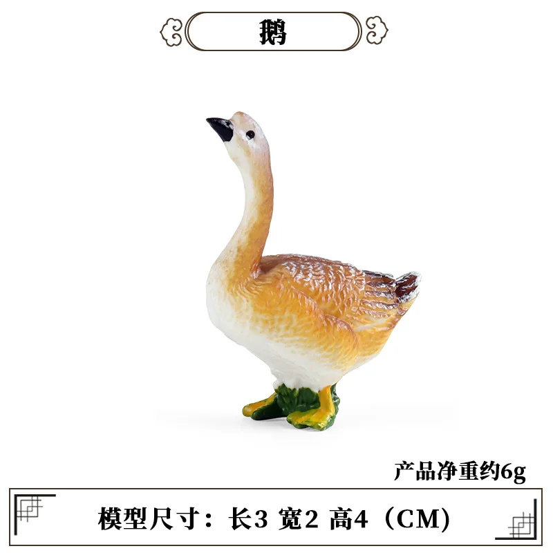 Education Teaching Tool Poultr - Science Toy avis et prix
