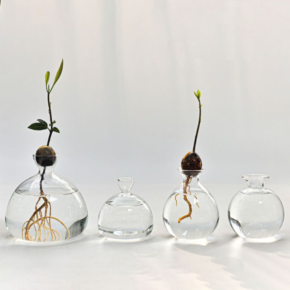 Transparent Avocado Hydroponic - Crystal Growing Kit avis et prix