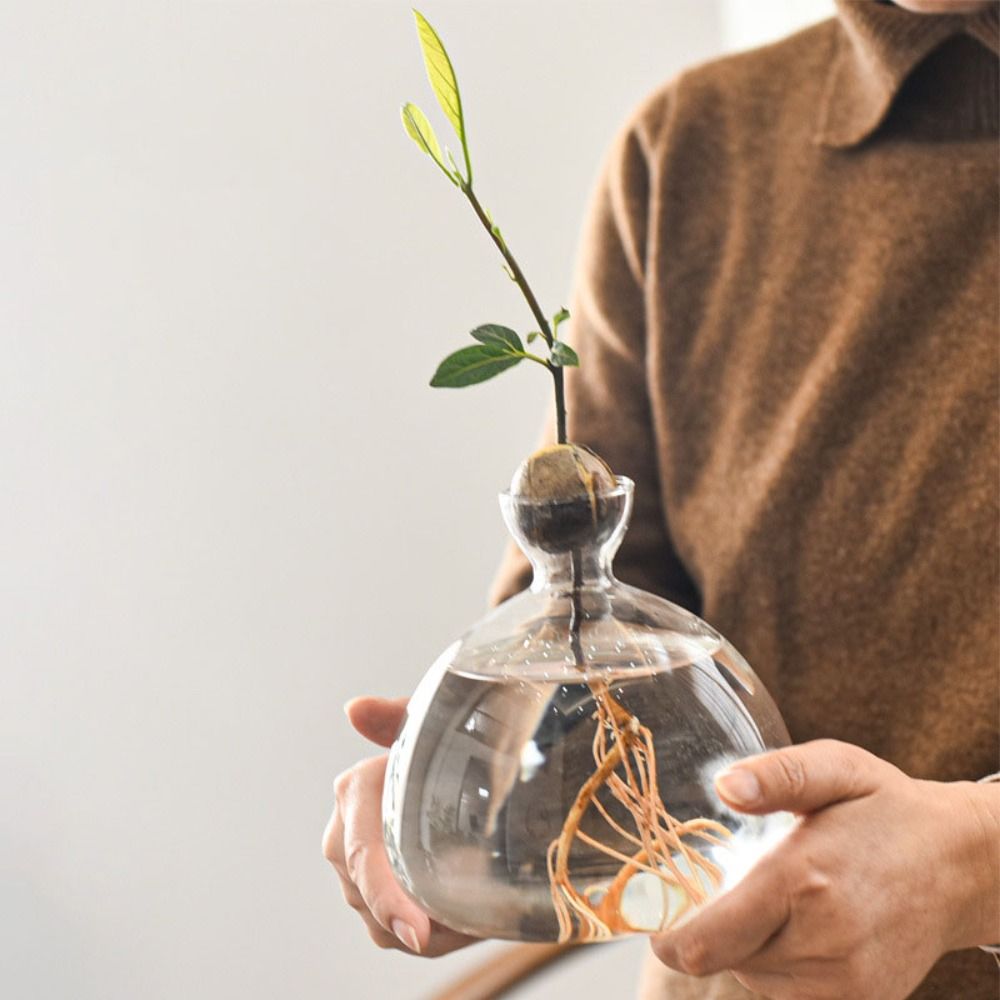Transparent Avocado Hydroponic - Crystal Growing Kit avis et prix