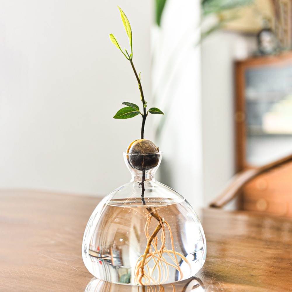 Transparent Avocado Hydroponic - Crystal Growing Kit avis et prix